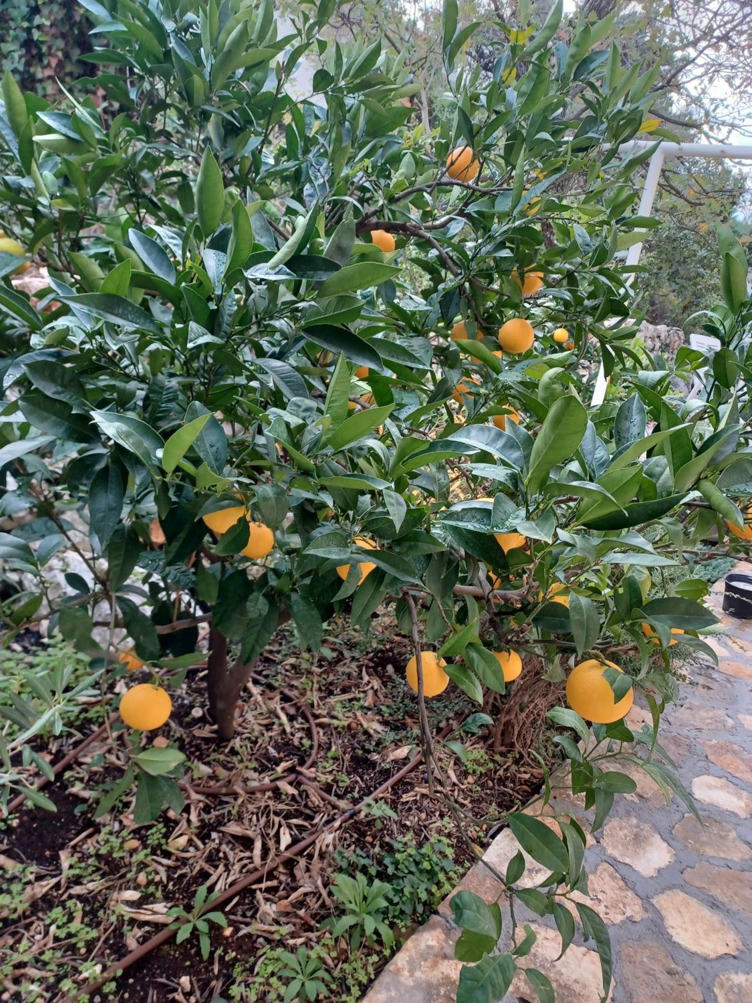 Villa Botanica روغوزنيكا المظهر الخارجي الصورة